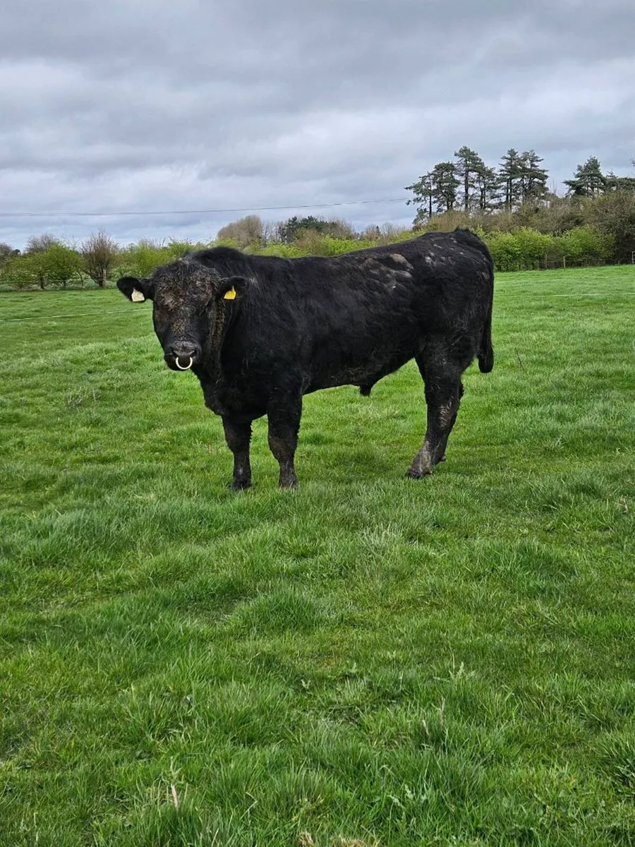 Angus bulls - Image 3