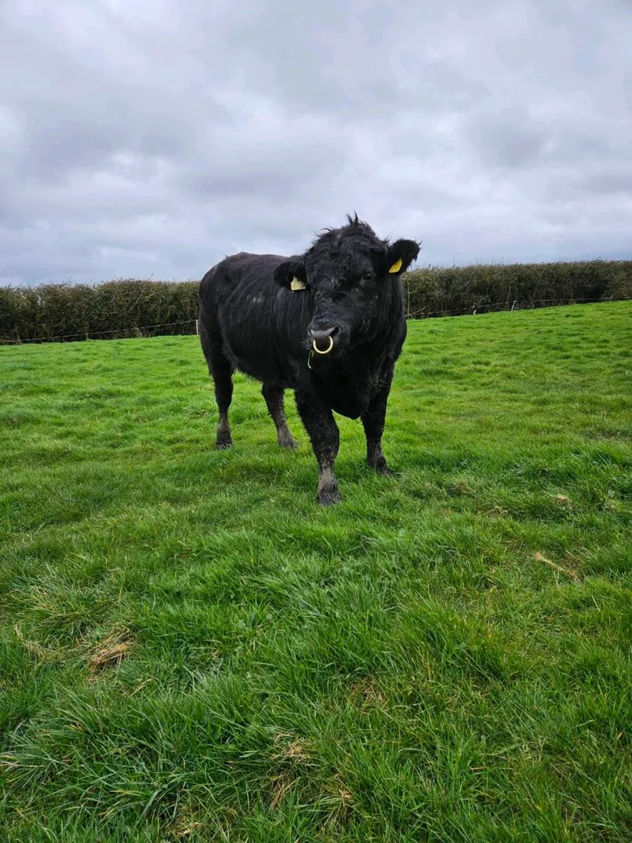 Angus bulls - Image 4