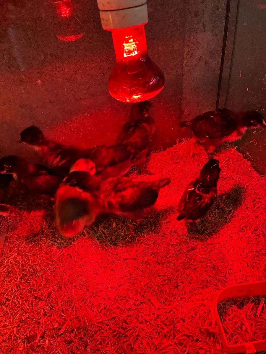 Day old chicks - Image 3