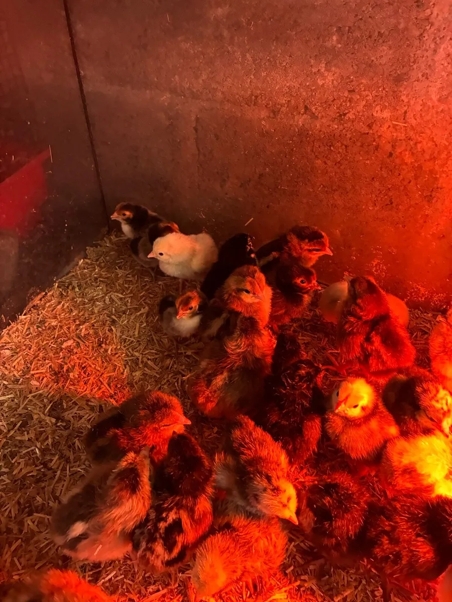 Day old chicks - Image 1