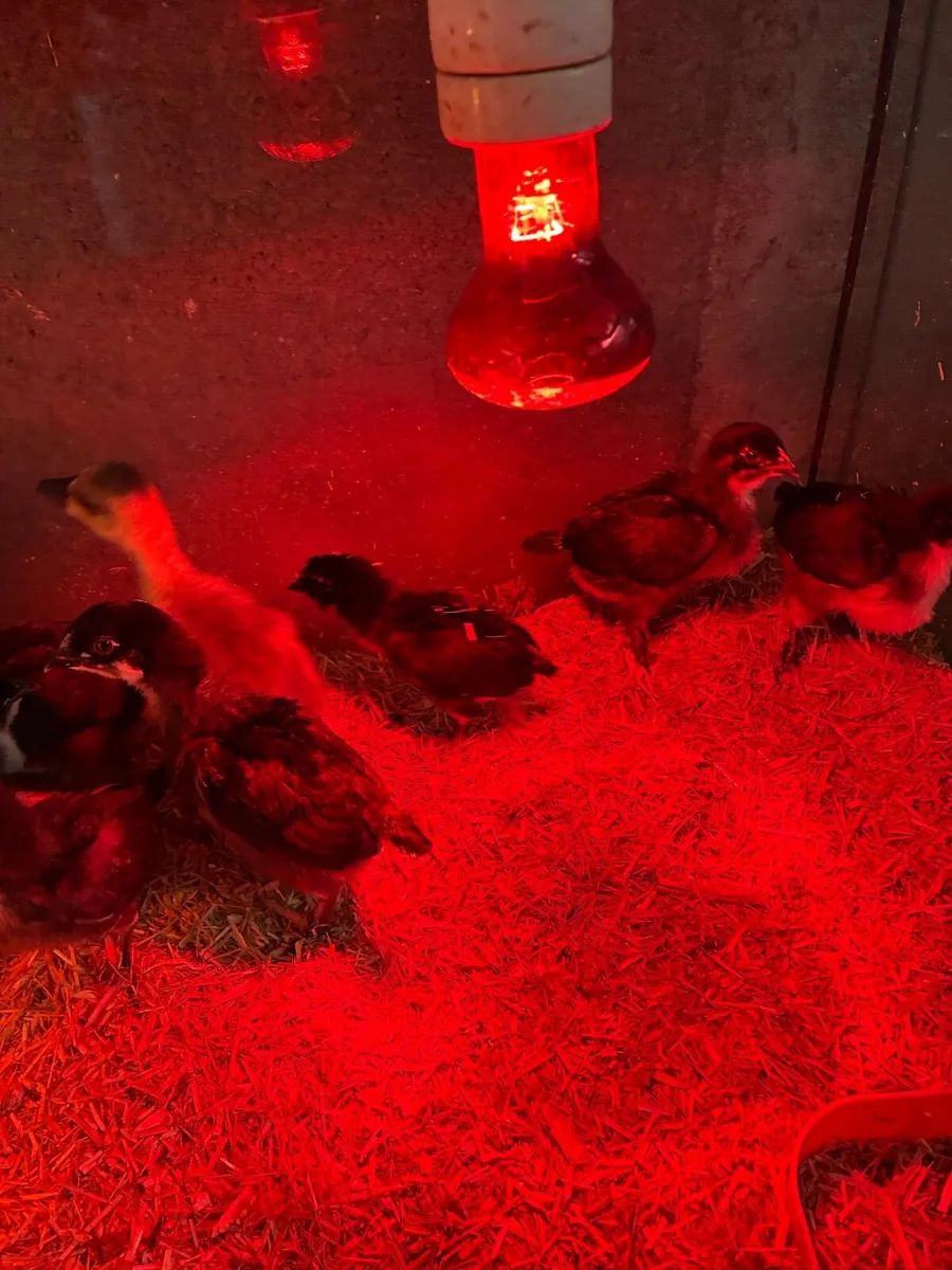 Day old chicks - Image 2