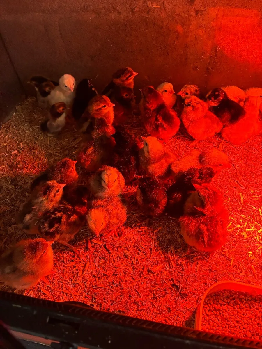 Day old chicks - Image 4