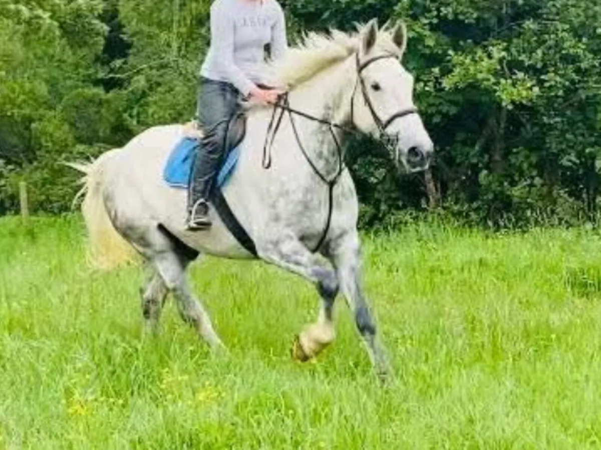 Fabulous 7 year old Irish Draught - Image 3