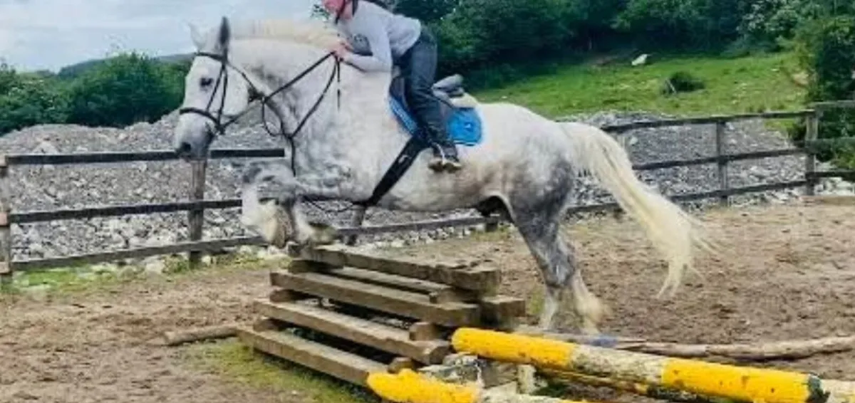 Fabulous 7 year old Irish Draught - Image 2