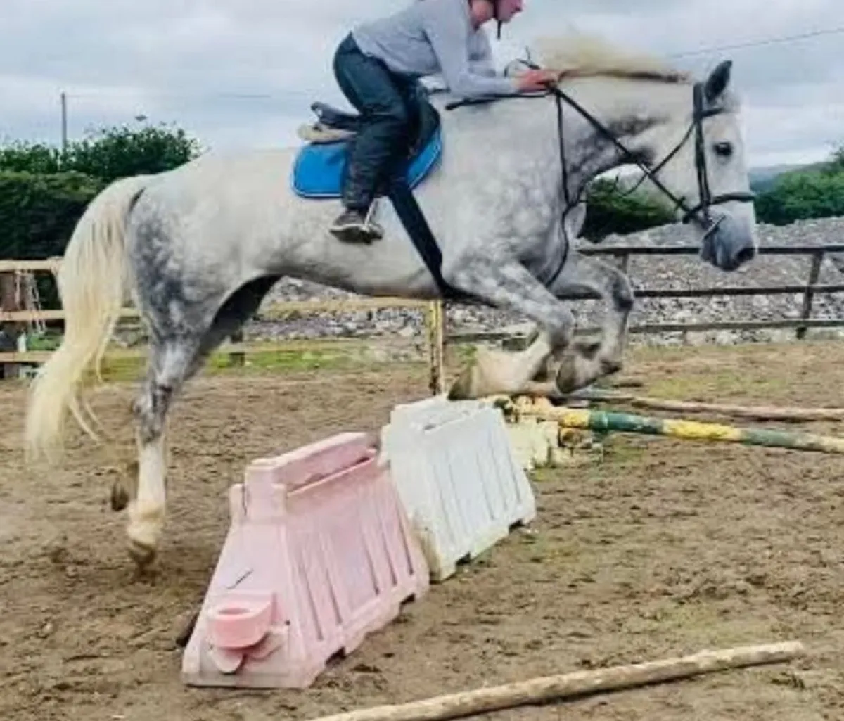 Fabulous 7 year old Irish Draught - Image 4