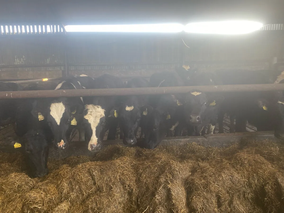 Fresian maiden heifers - Image 1