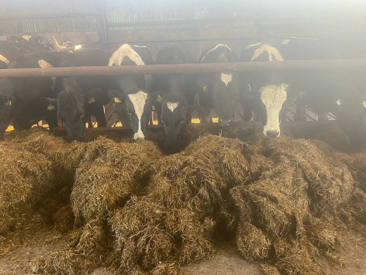 Fresian maiden heifers - Image 4