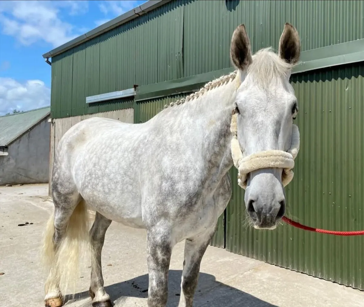 Fabulous 7 year old Irish Draught - Image 1