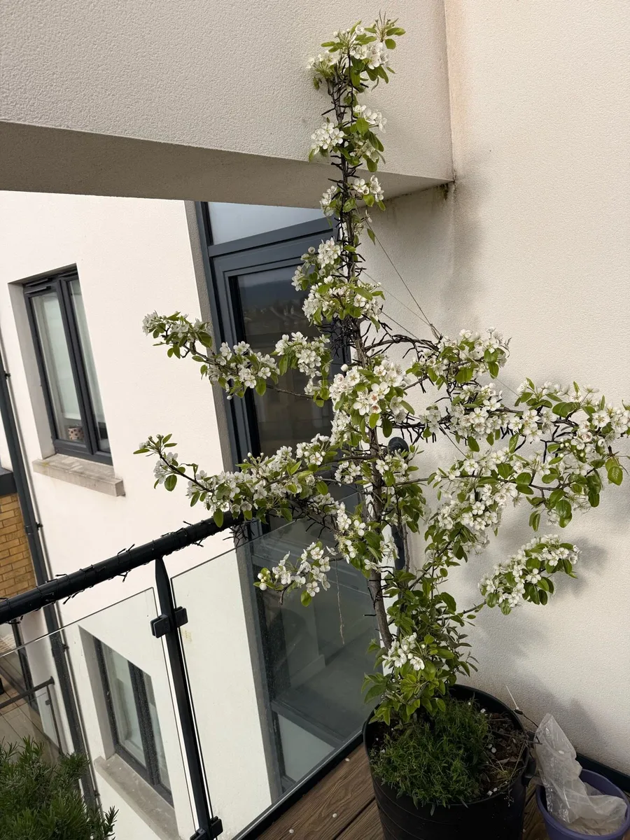 Two pear trees - Image 1