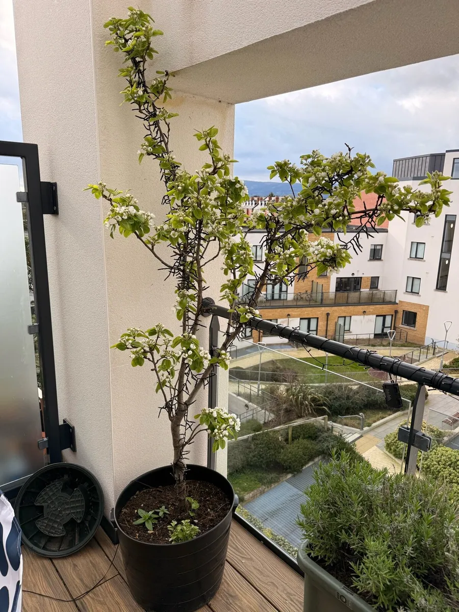 Two pear trees - Image 2