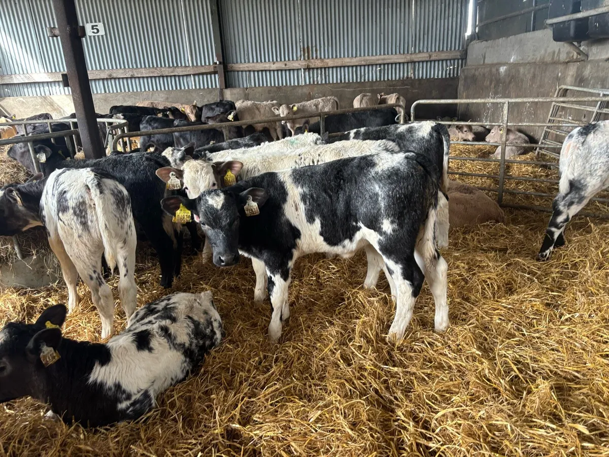 25 super reared Belgian blue heifers - Image 1