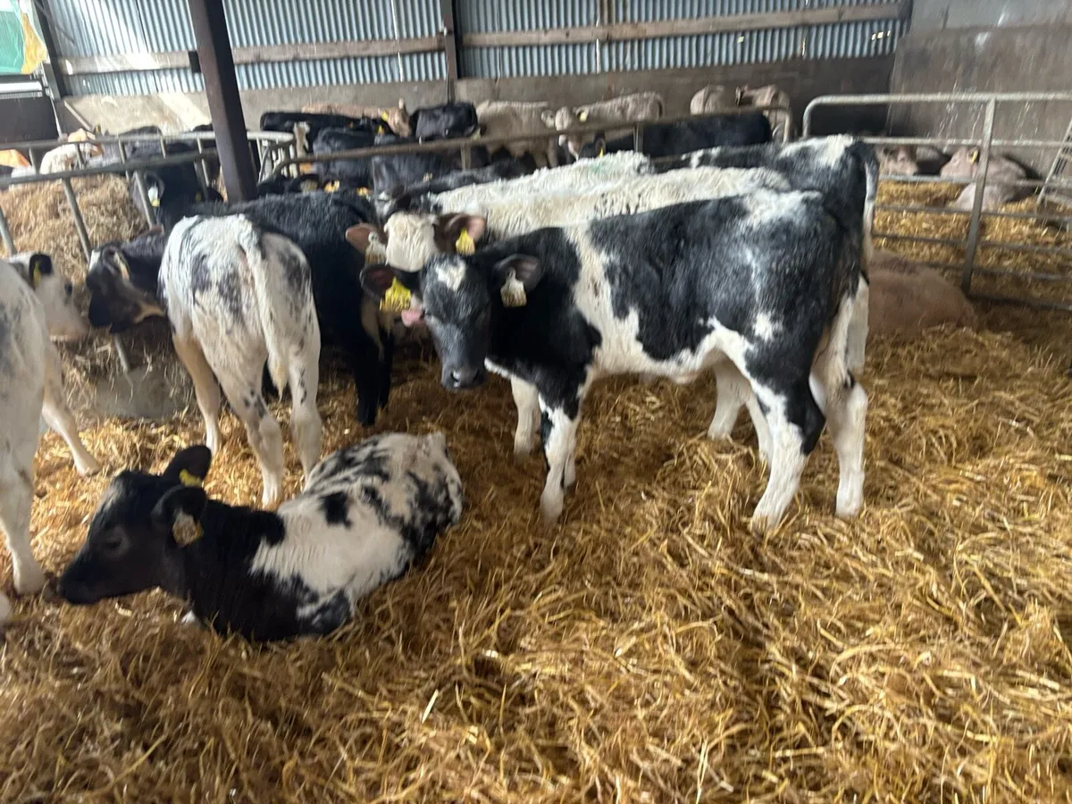 25 super reared Belgian blue heifers - Image 2