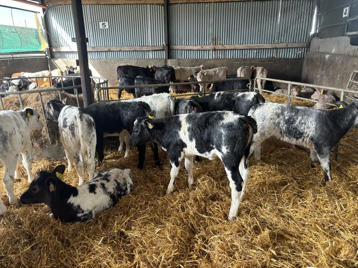 25 super reared Belgian blue heifers - Image 4