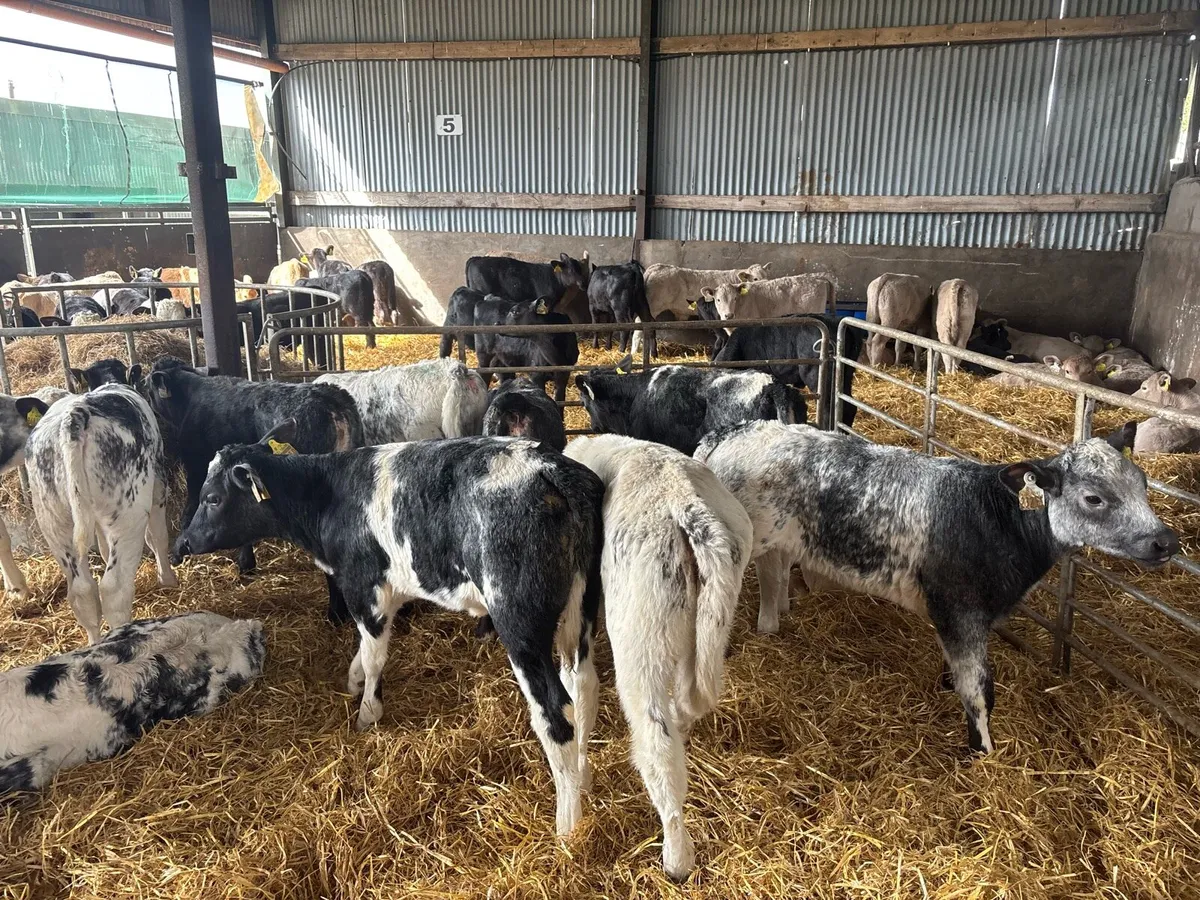 25 super reared Belgian blue heifers - Image 3