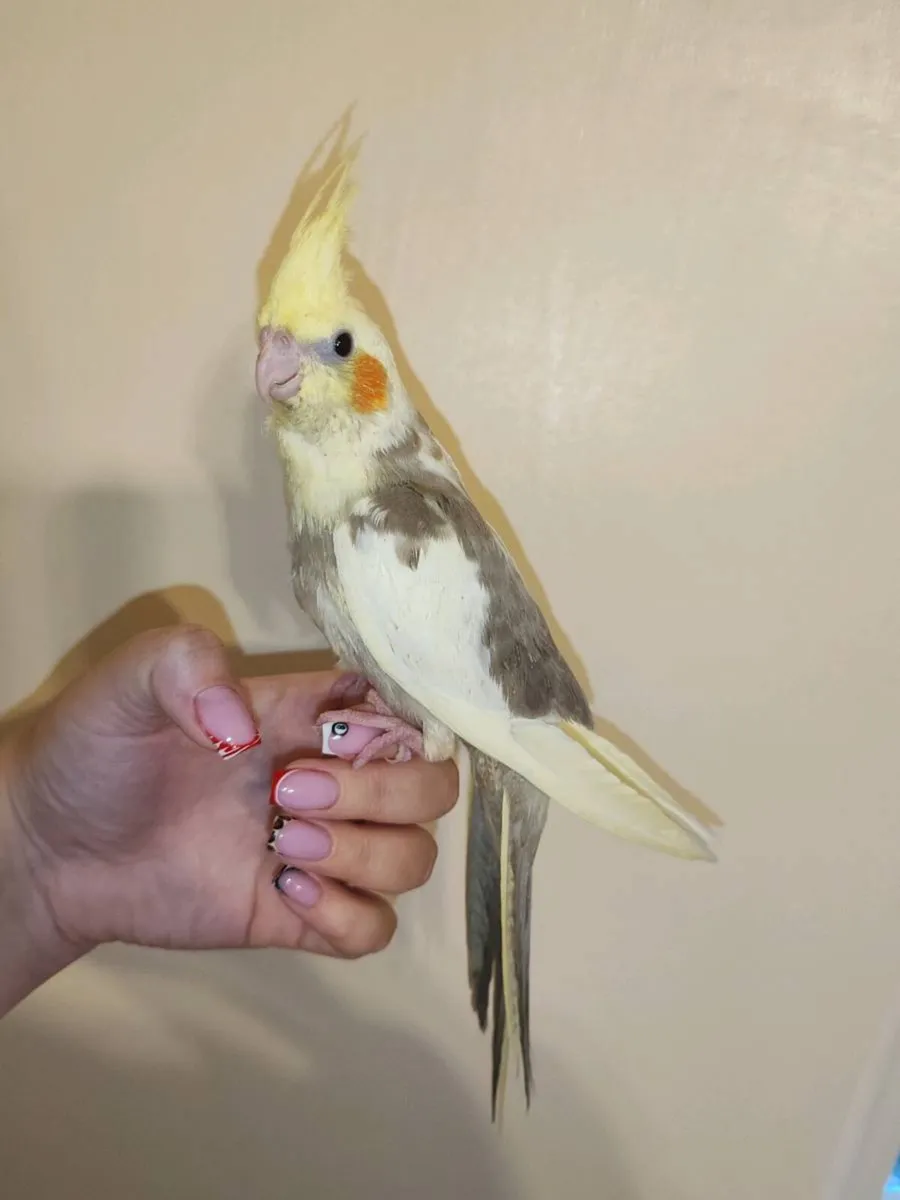 3 hand reared Cockatiels - Image 1