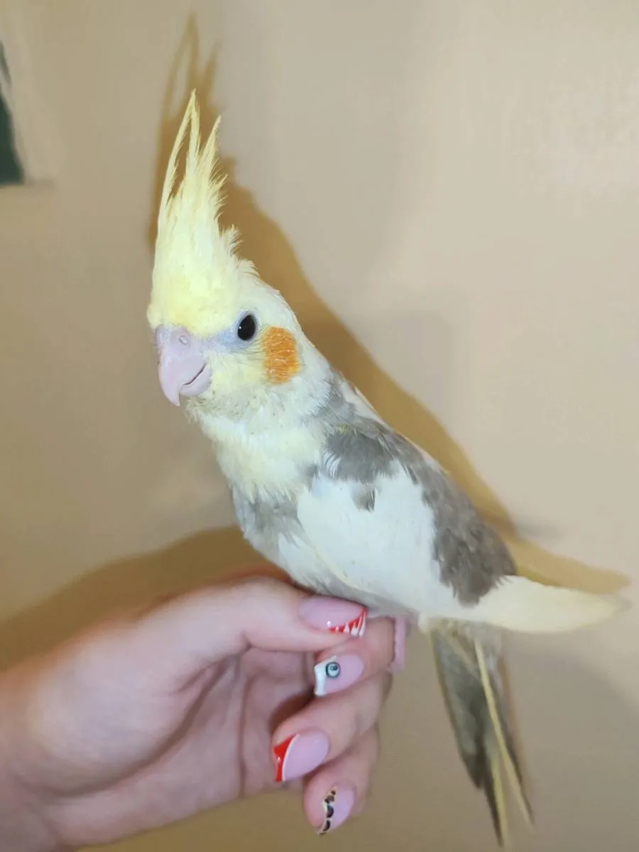 3 hand reared Cockatiels - Image 2