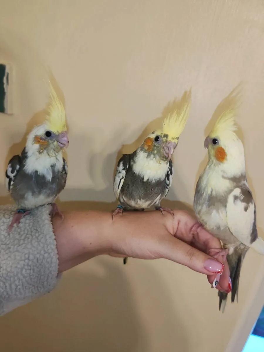 3 hand reared Cockatiels - Image 3