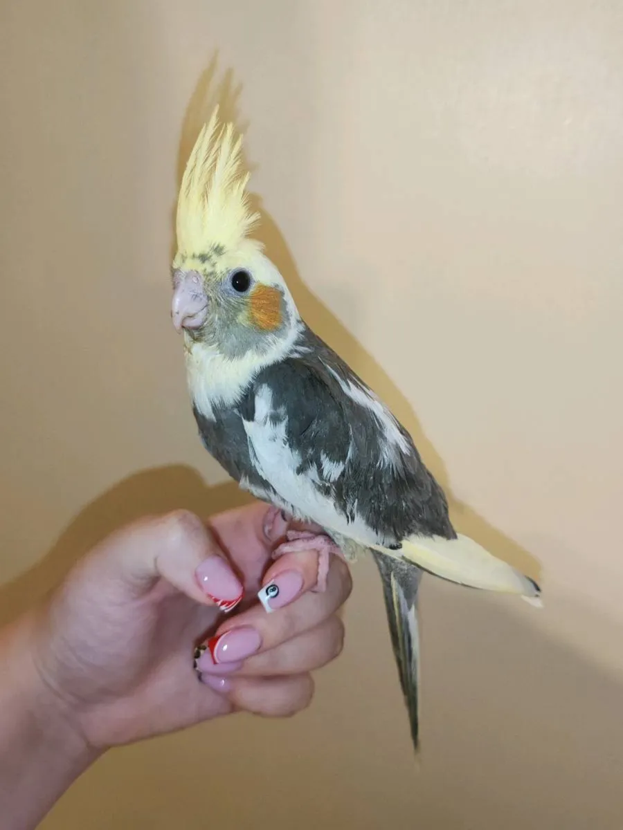 3 hand reared Cockatiels - Image 4
