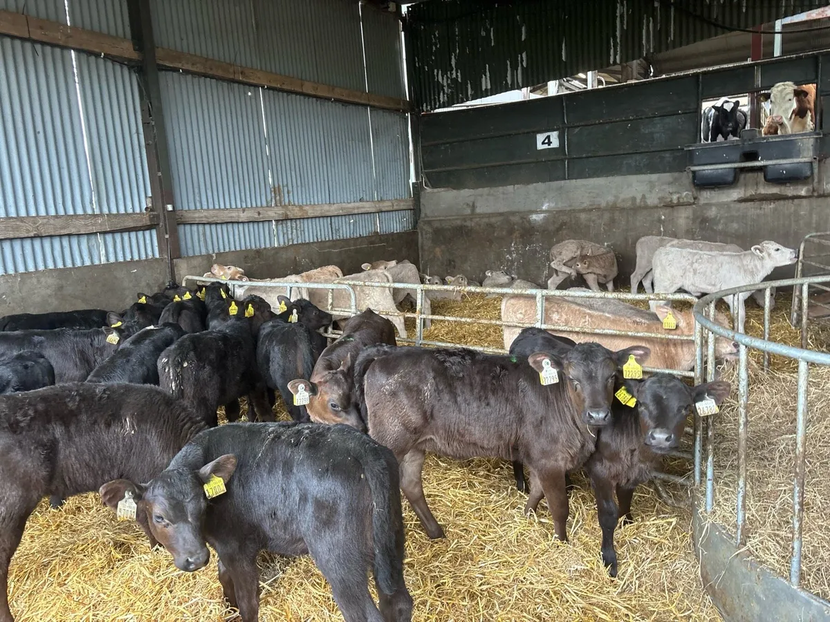 15 reared Angus heifers - Image 4