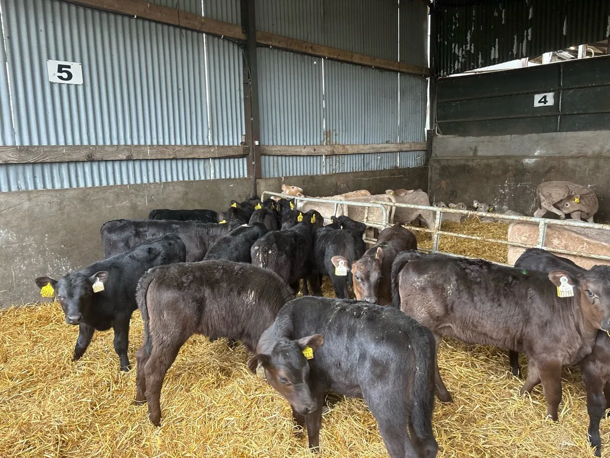 15 reared Angus heifers - Image 1
