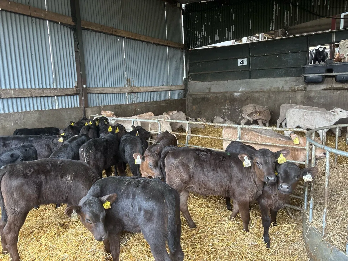 15 reared Angus heifers - Image 2