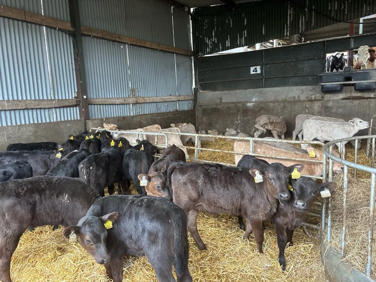 15 reared Angus heifers - Image 3