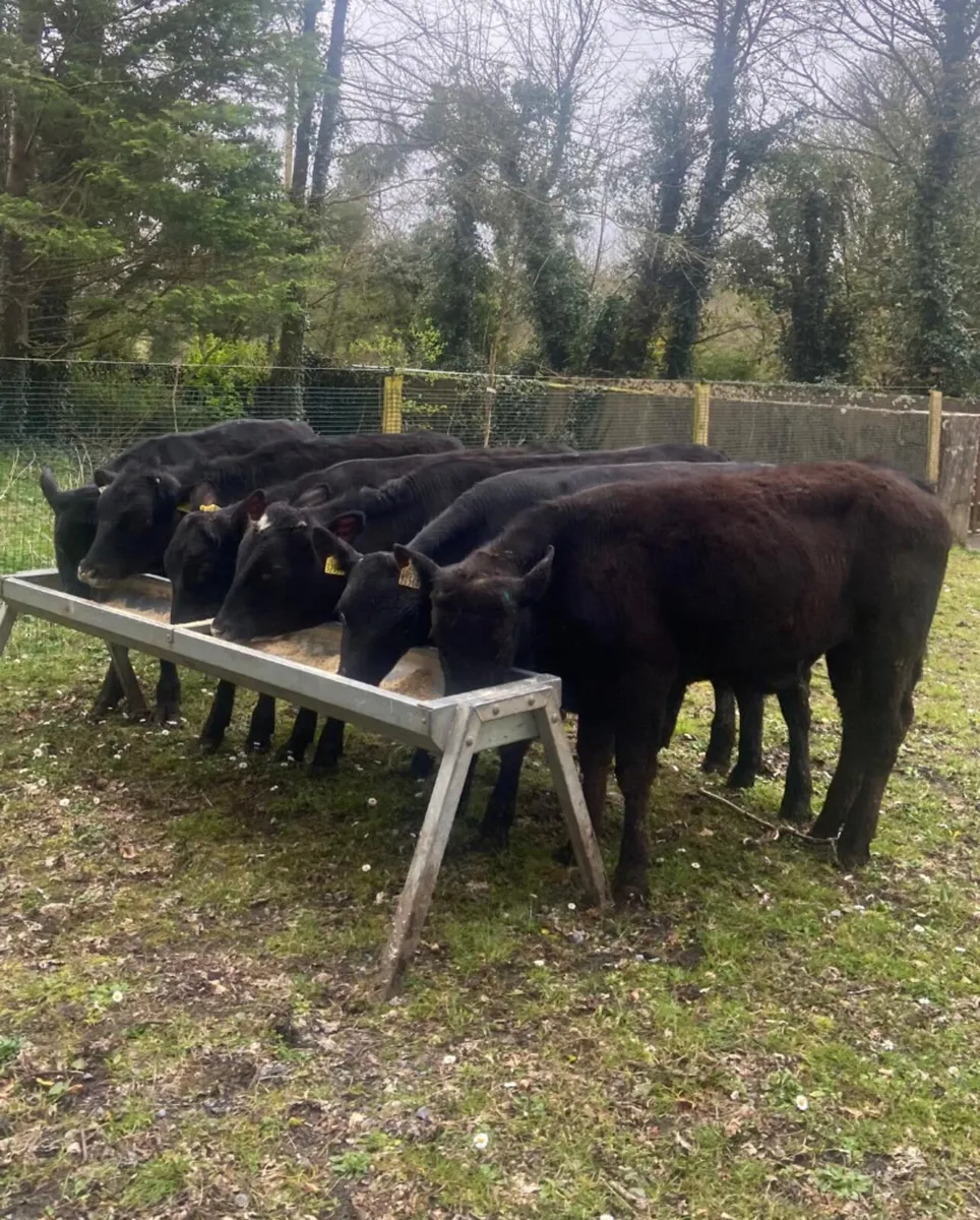 Six Aberdeen angus bull weanlings - Image 1