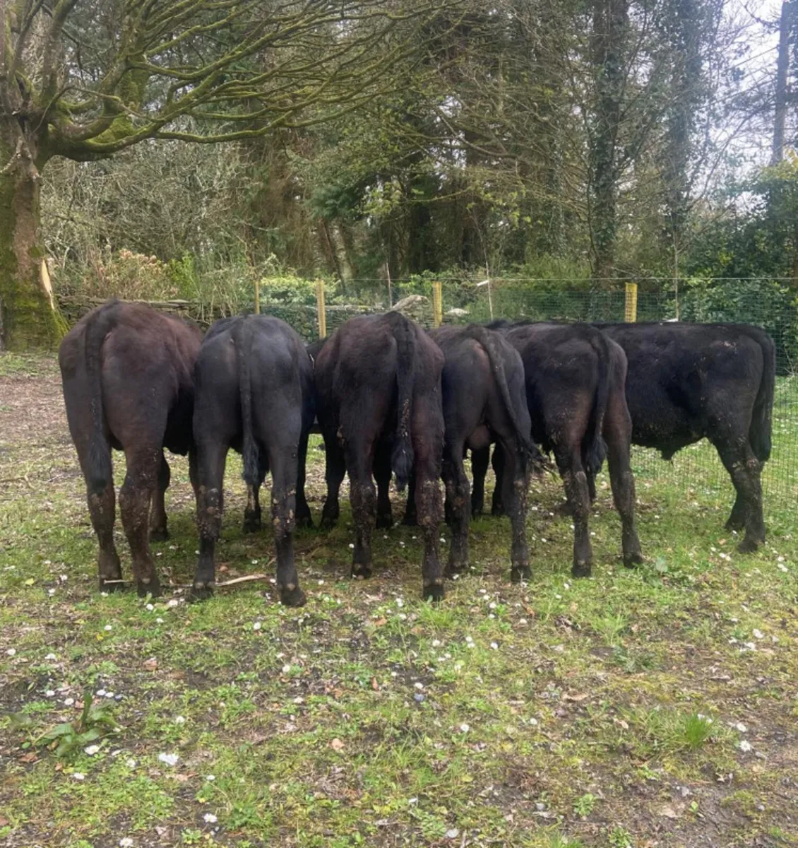 Six Aberdeen angus bull weanlings - Image 2