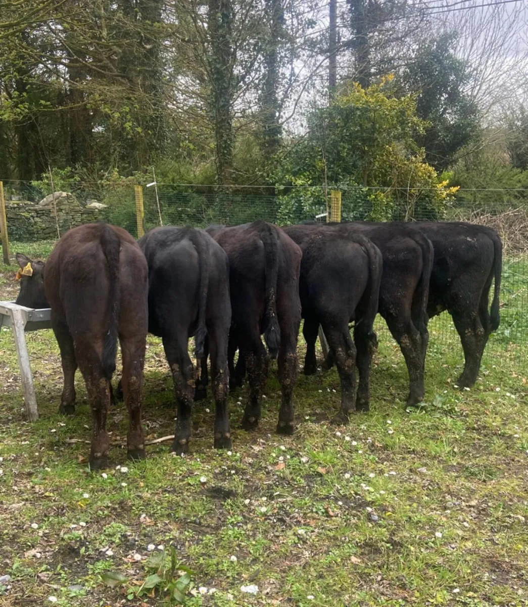 Six Aberdeen angus bull weanlings - Image 3