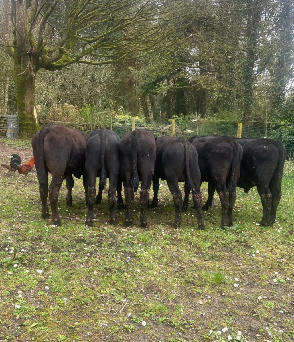 Six Aberdeen angus bull weanlings - Image 4
