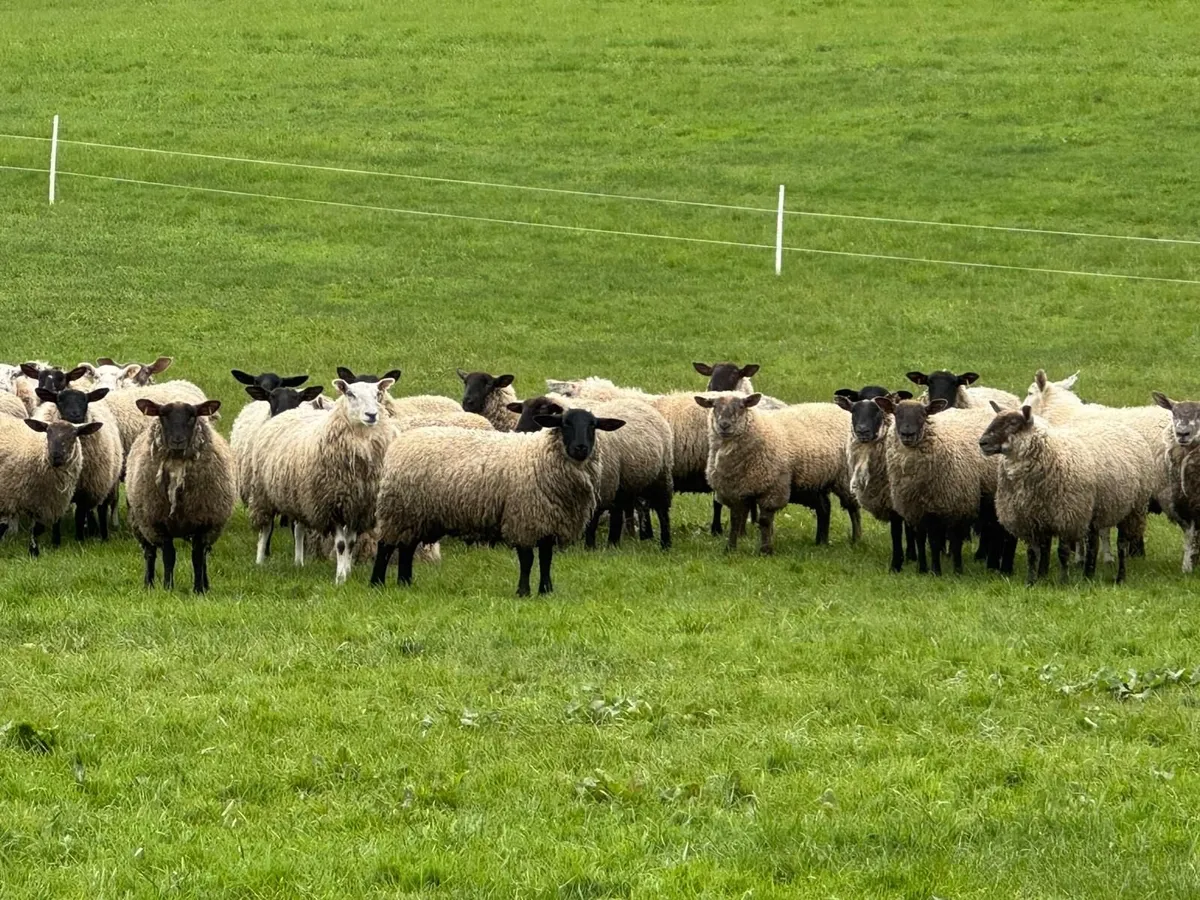 Suffolk Hoggets - Image 2