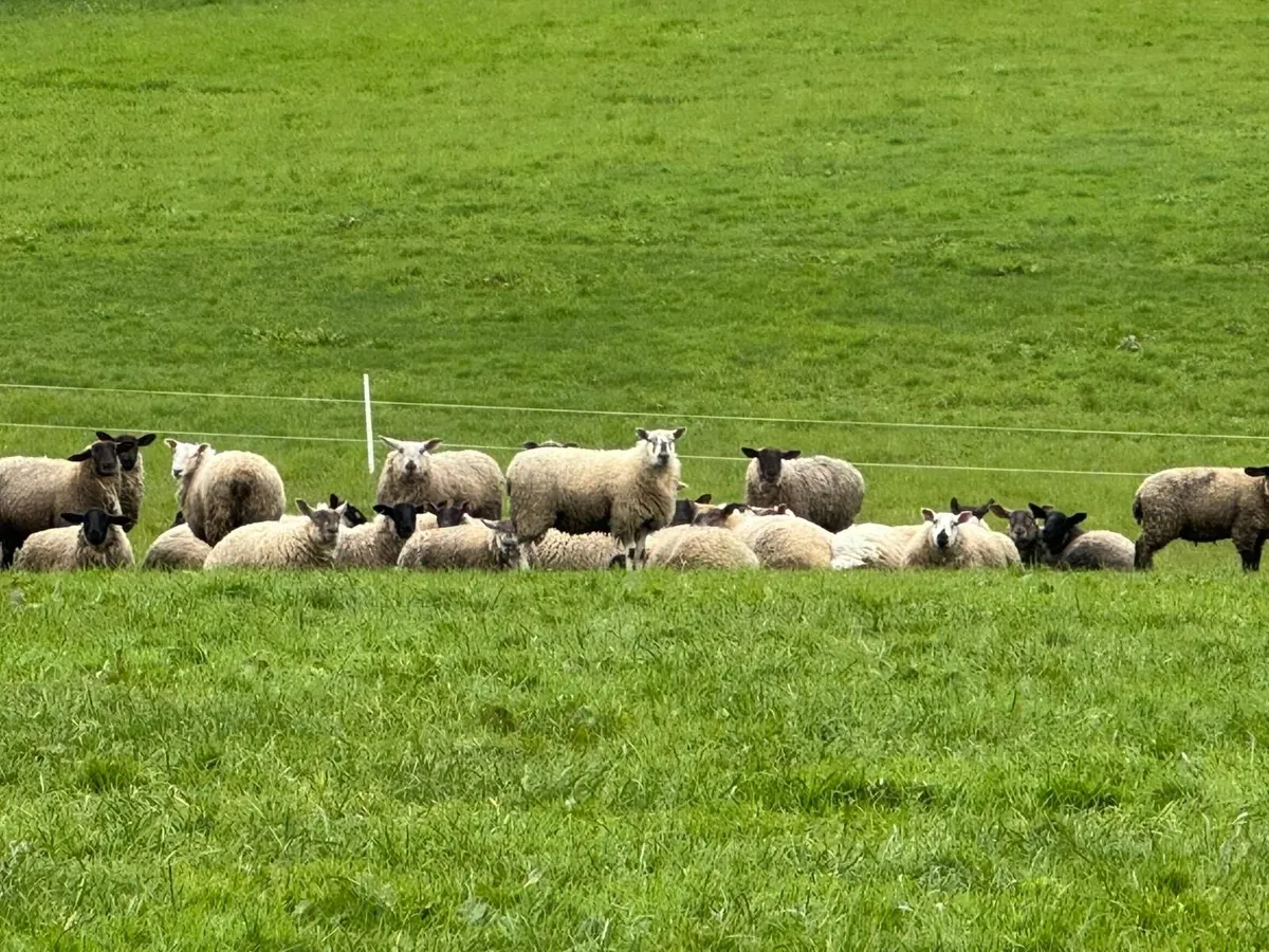 Suffolk Hoggets - Image 3
