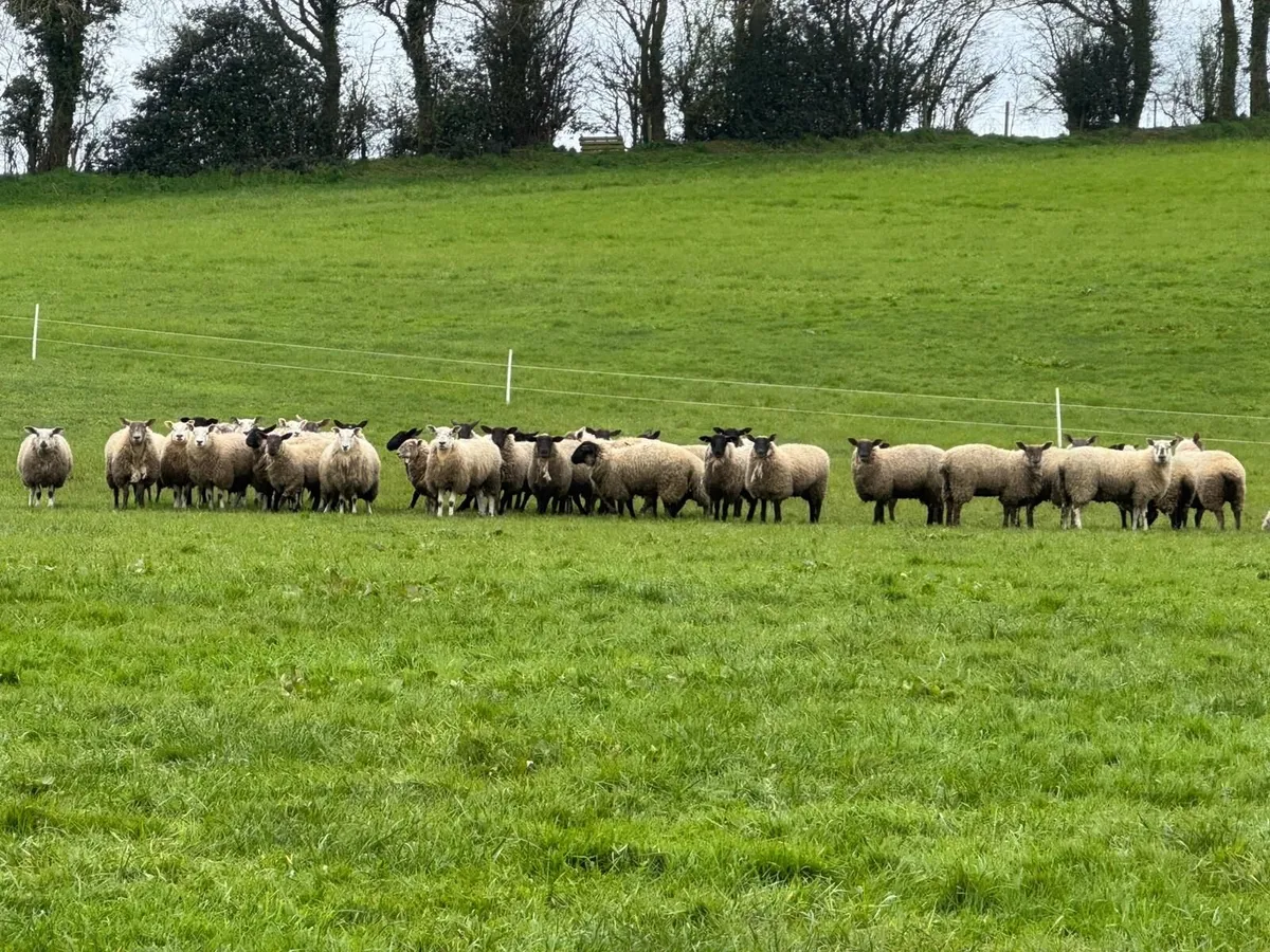 Suffolk Hoggets - Image 4