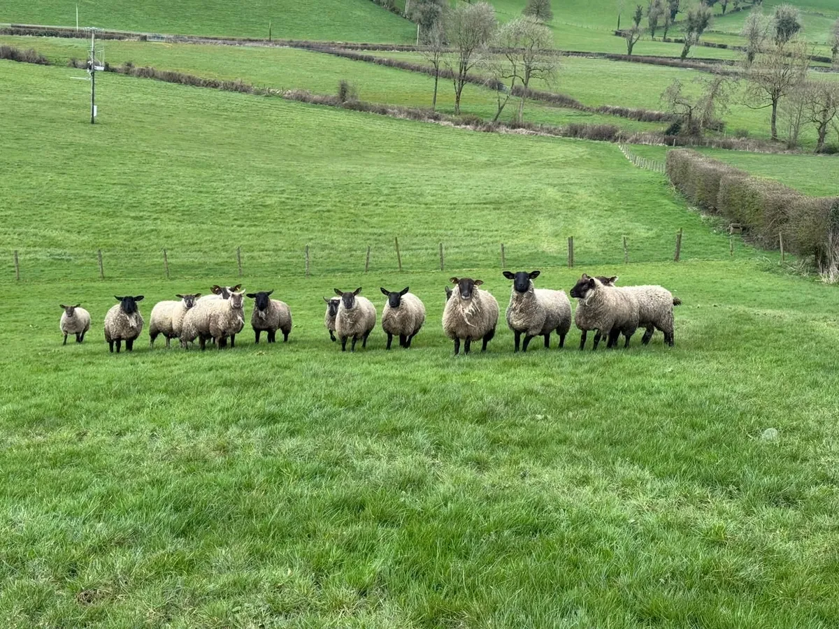 Suffolk Hoggets - Image 1
