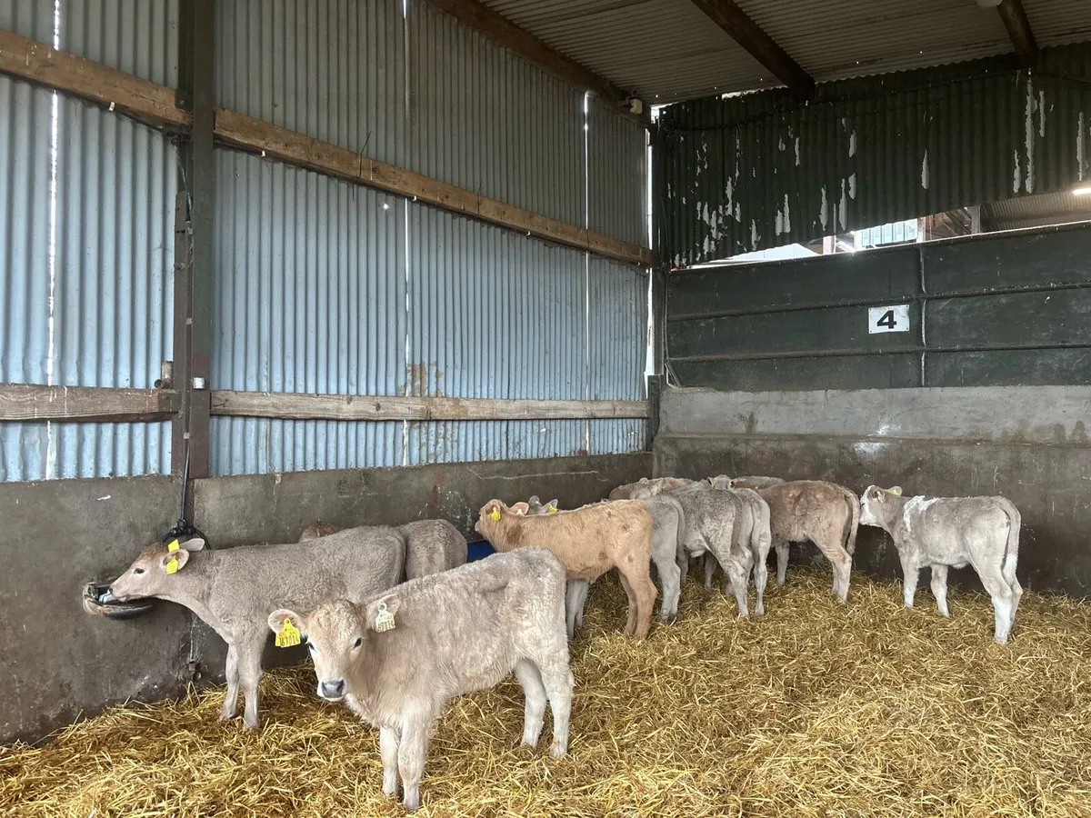 15 strong charlaois heifer calf’s - Image 1