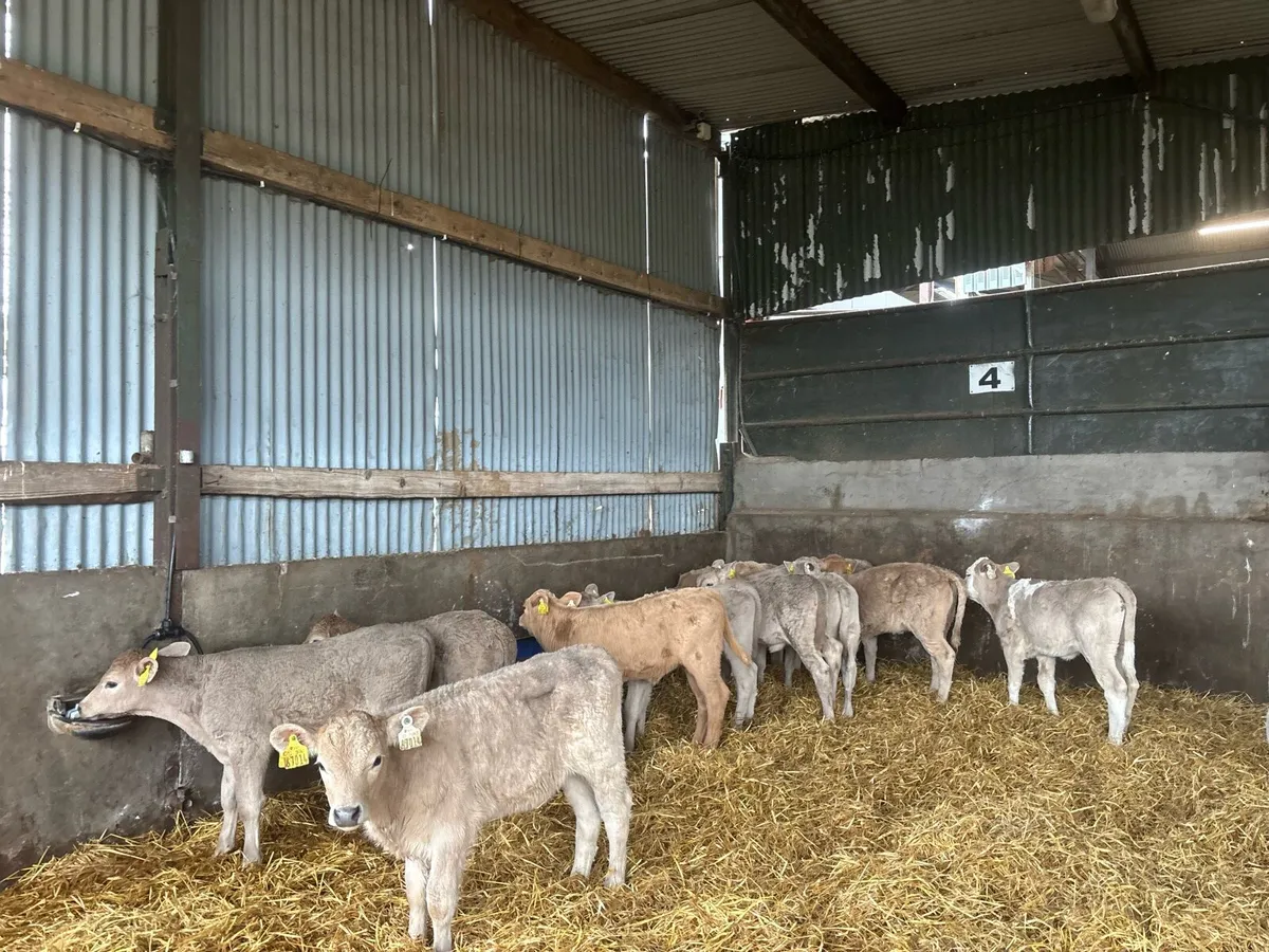 15 strong charlaois heifer calf’s - Image 2