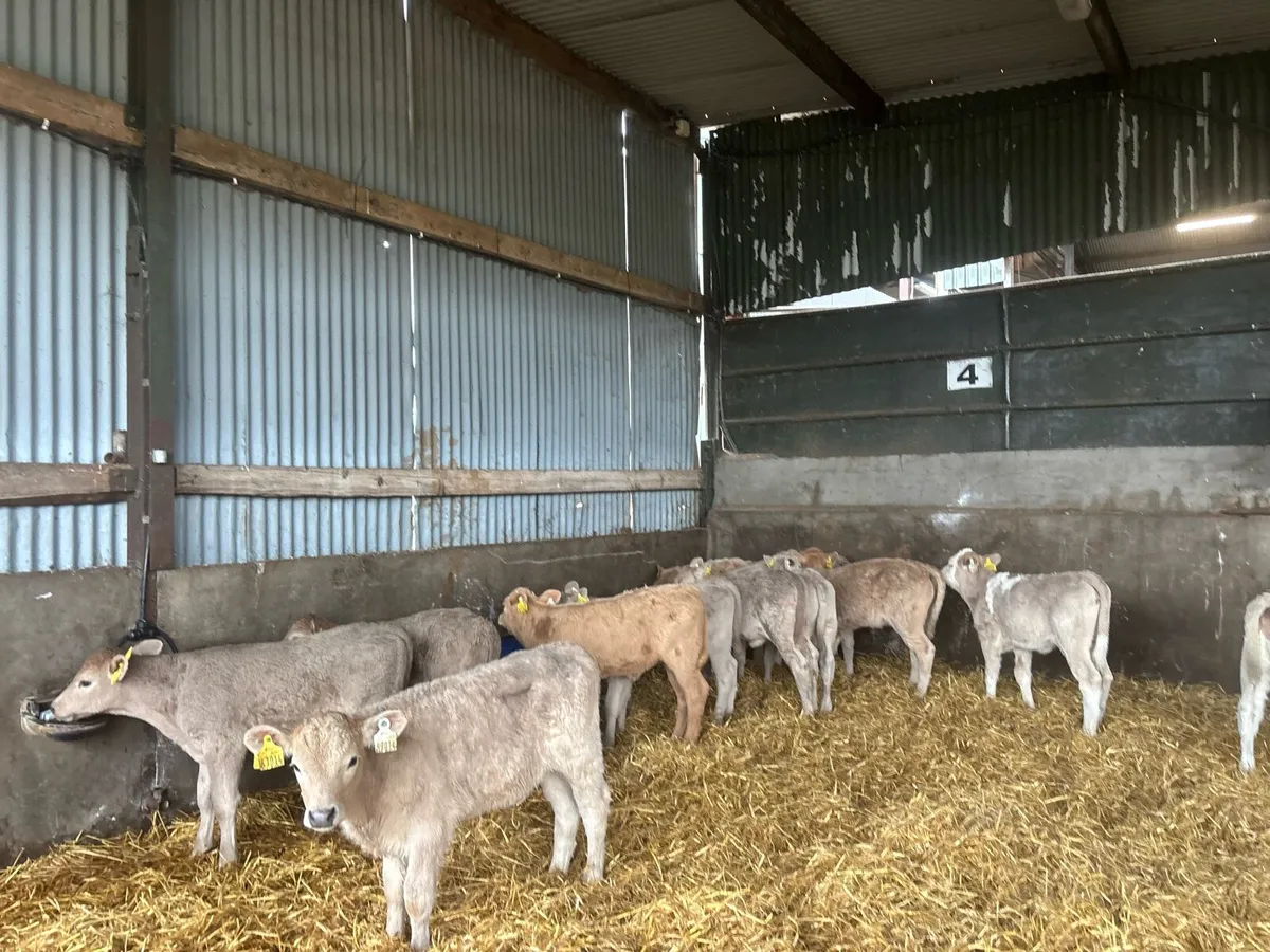 15 strong charlaois heifer calf’s - Image 3