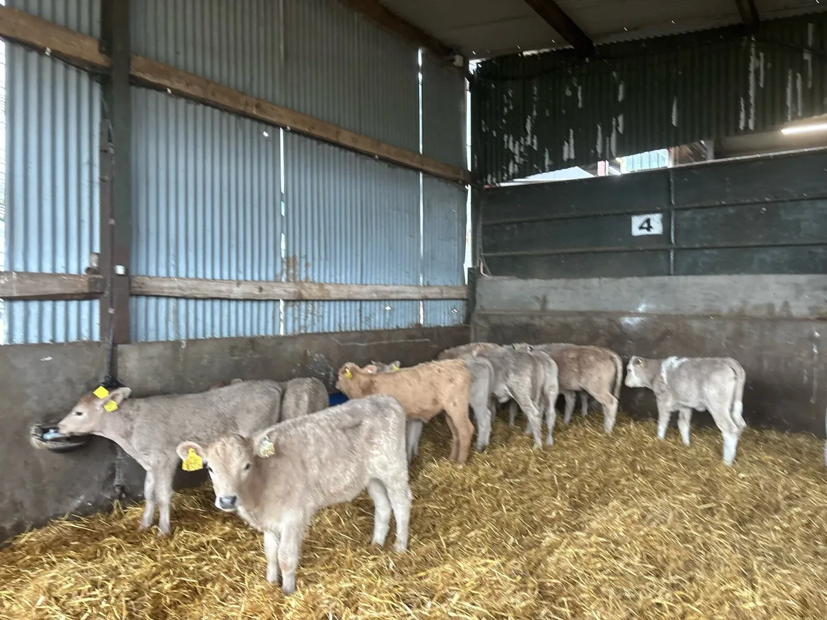 15 strong charlaois heifer calf’s - Image 4