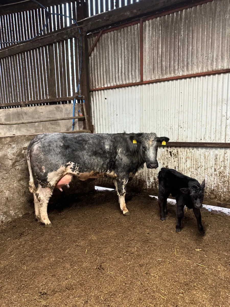 First calving outfit - Image 3