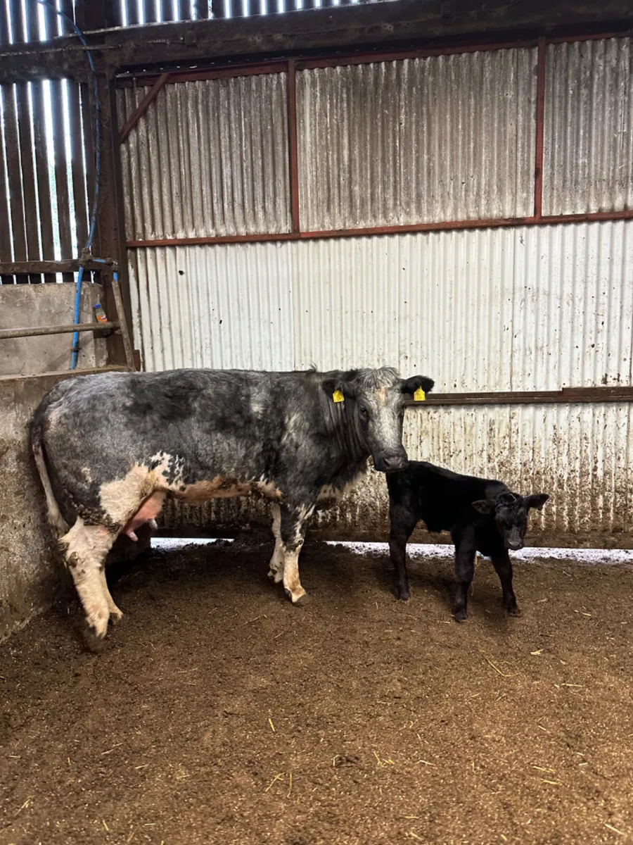 First calving outfit - Image 2