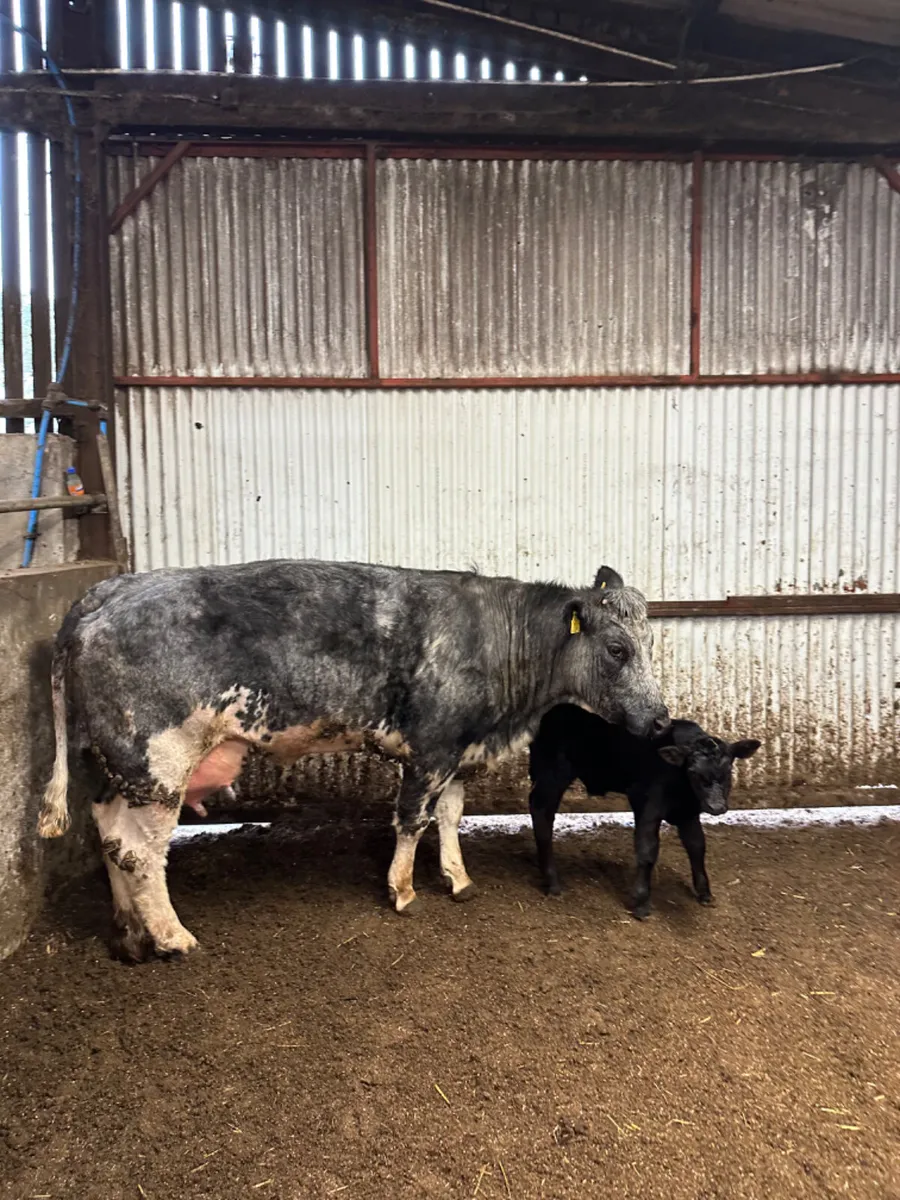 First calving outfit - Image 1