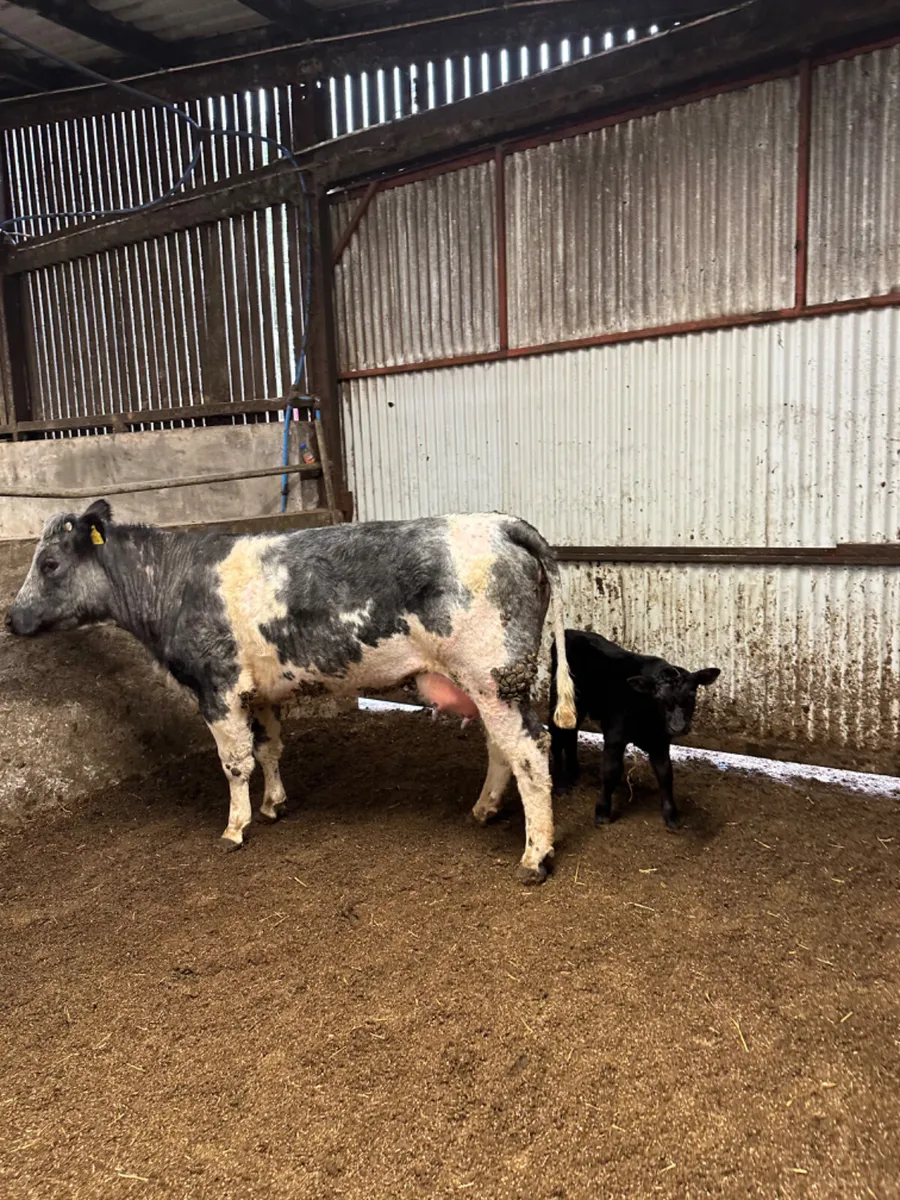 First calving outfit - Image 4