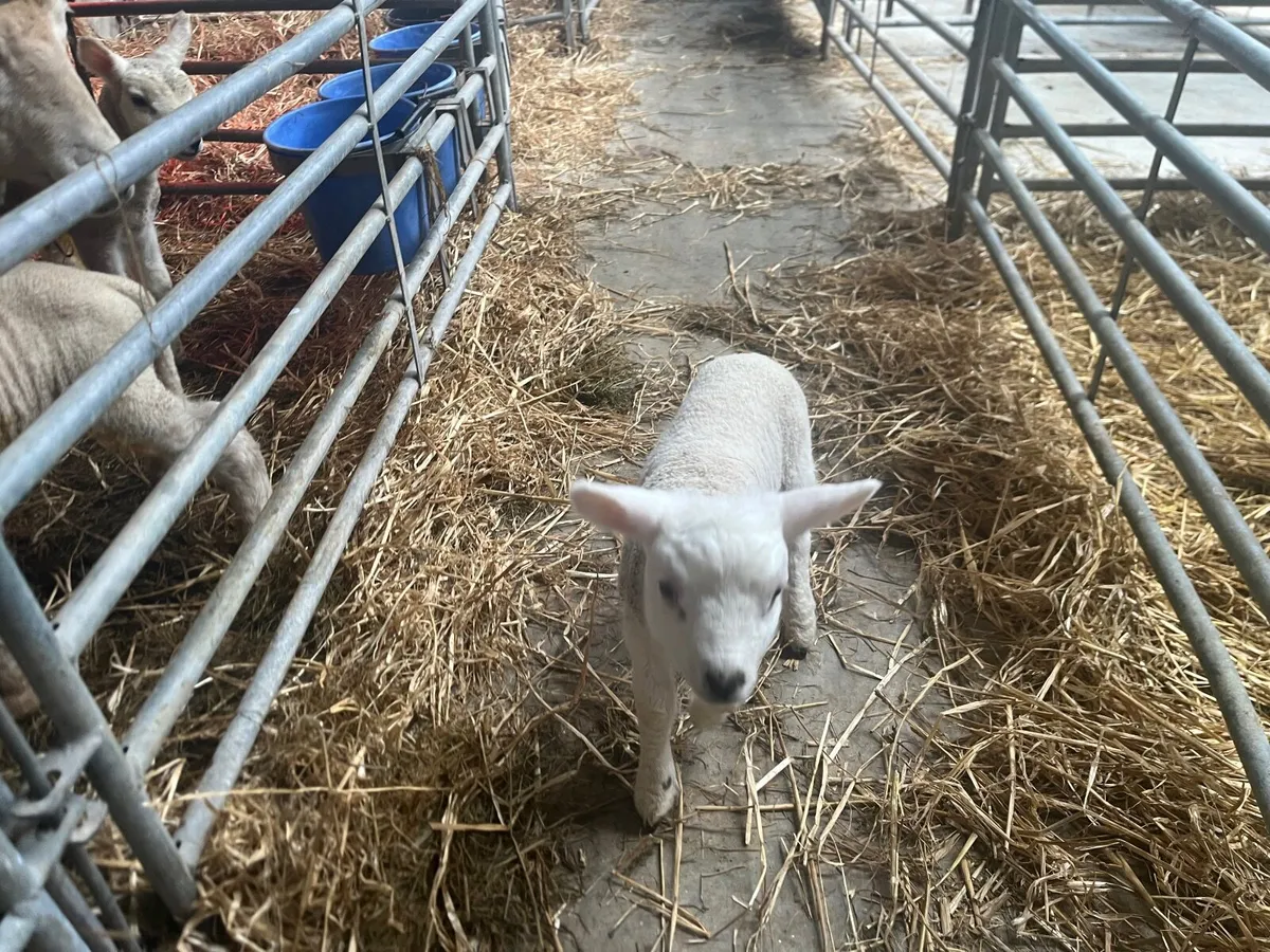 Pet lambs - Image 2