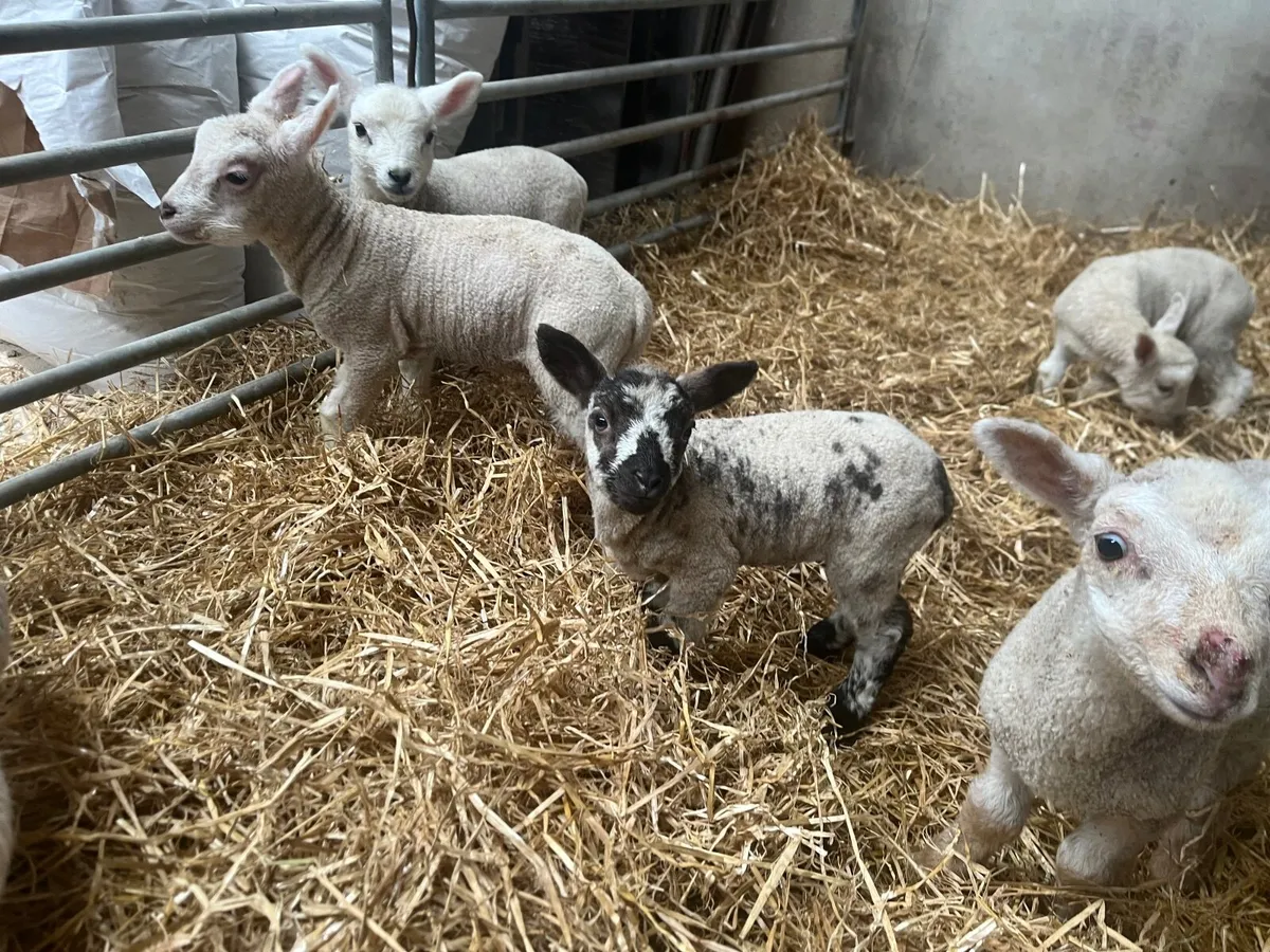Pet lambs - Image 3