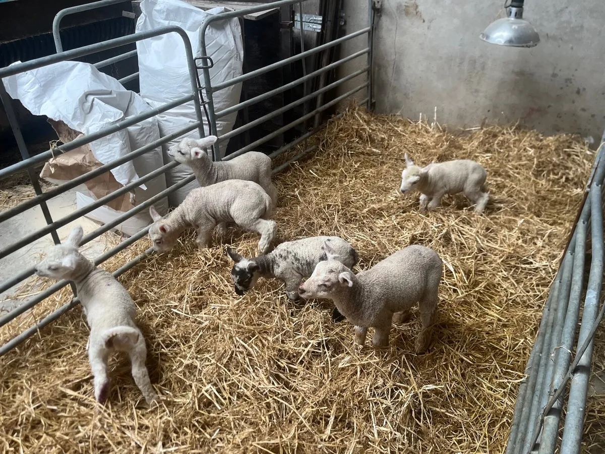 Pet lambs - Image 4