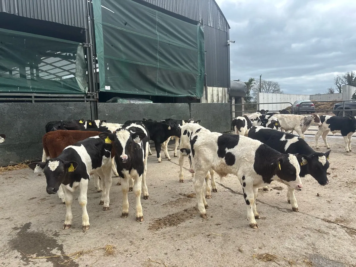 40 reared British Frisian bulls - Image 3