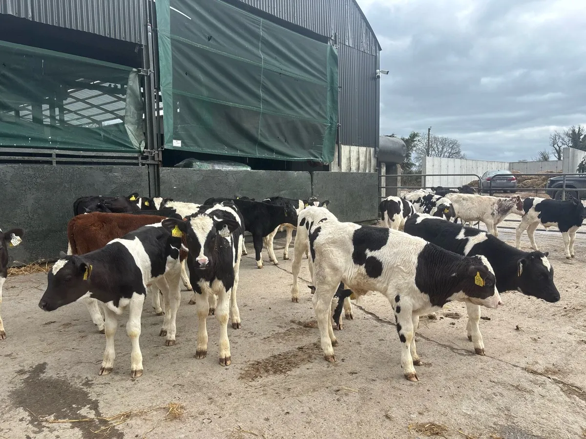 40 reared British Frisian bulls - Image 4