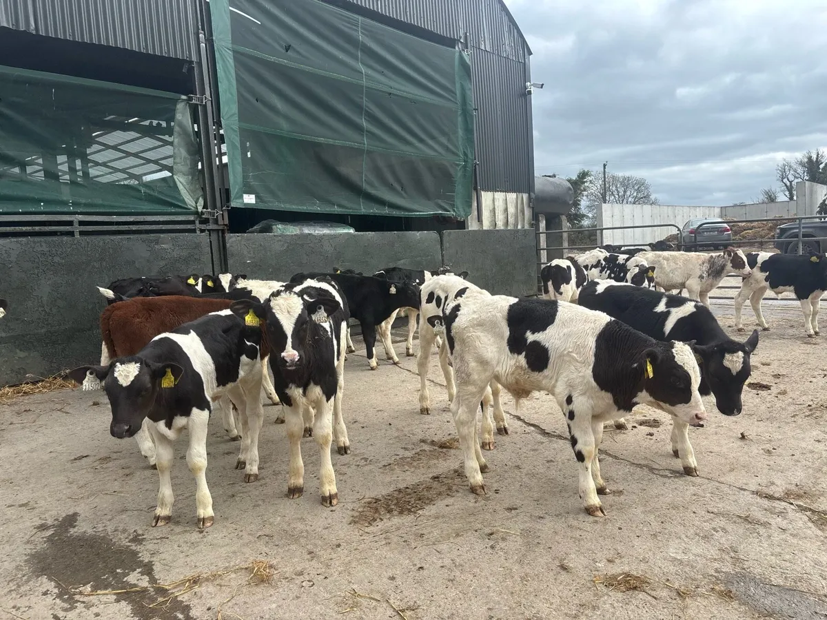 40 reared British Frisian bulls - Image 2