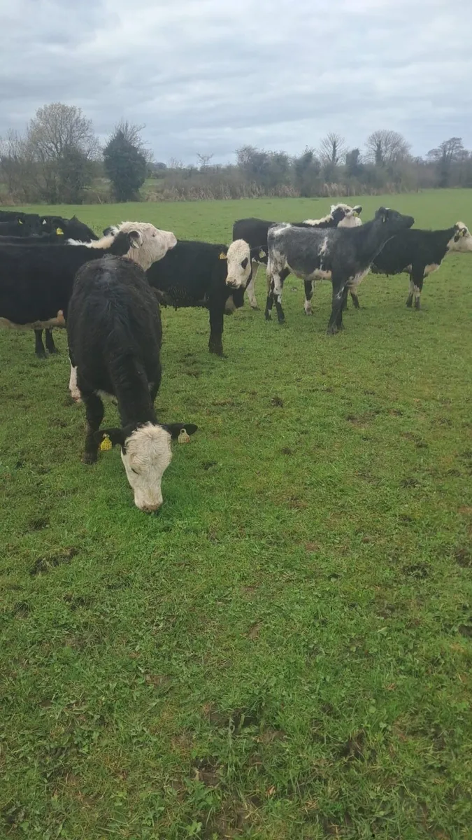 Heifers - Image 4
