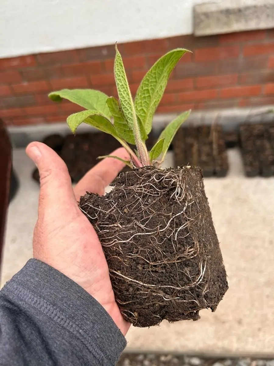 Make your own fertiliser with comfrey Bocking 14 - Image 2
